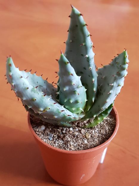 Aloe ferox - Cactusi si plante suculente 2017-2018-2019