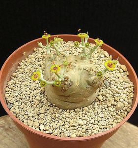 Euphorbia horwoodii - Whish list pentru viata urmatoare1