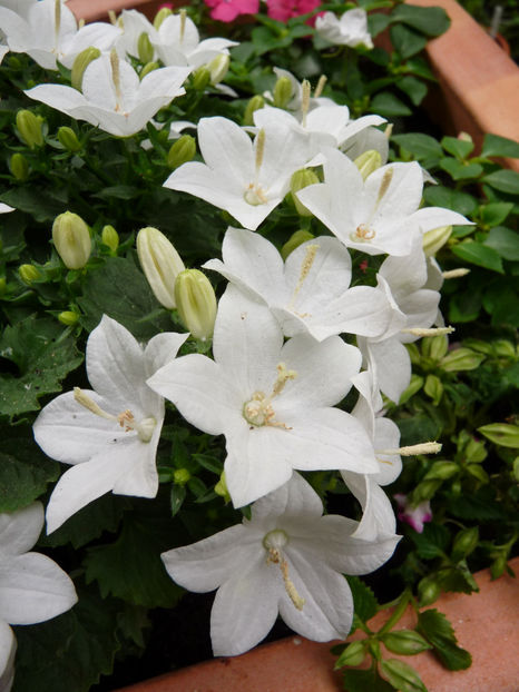  - Campanula