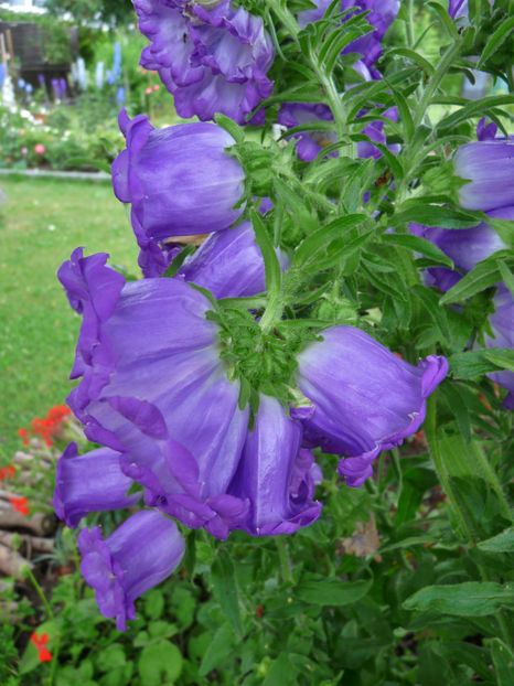 3 flori impreunate - Campanula