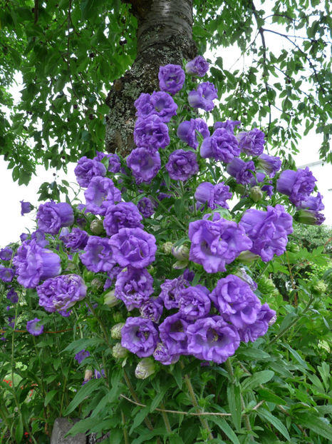  - Campanula