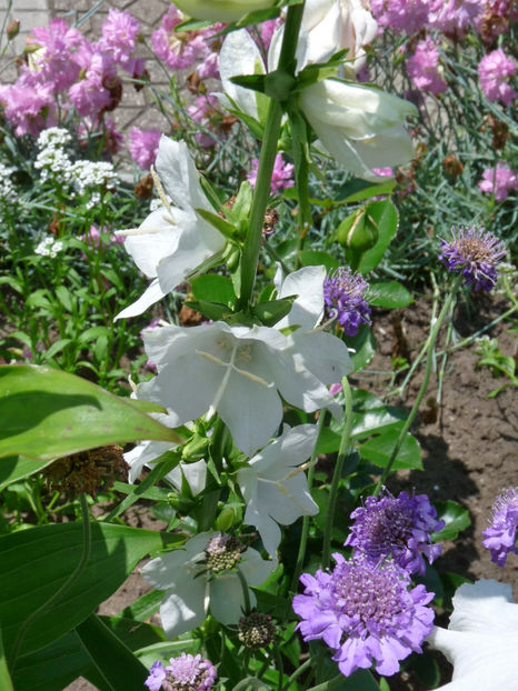  - Campanula