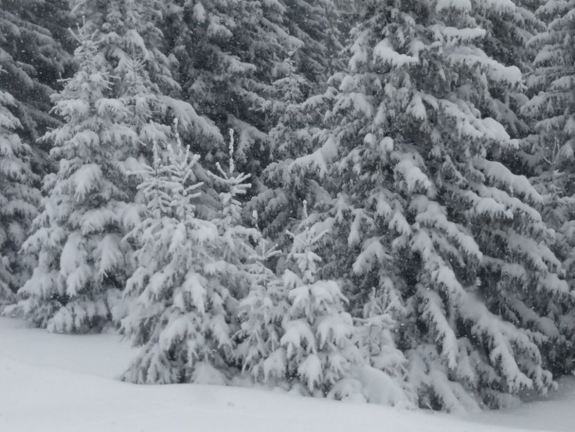  - Rânca în februarie 2018