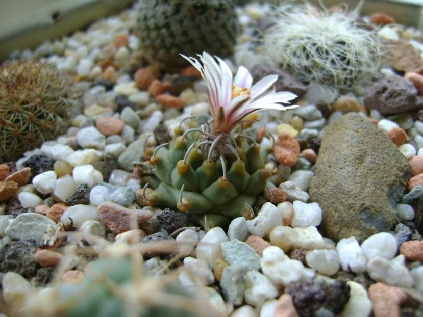 Turbinicarpus panarottoi - Cactusi 2018