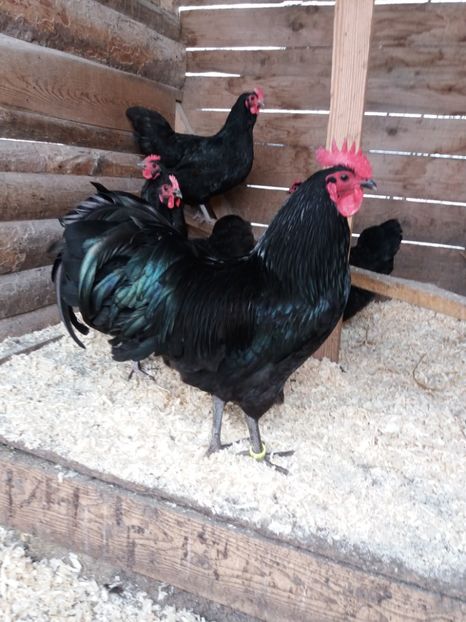 Fam 1 - GAINI AUSTRALORP