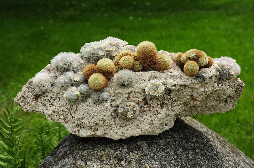 Mammilaria albicoma & Mammilaria carmenae - Whish list pentru viata urmatoare1