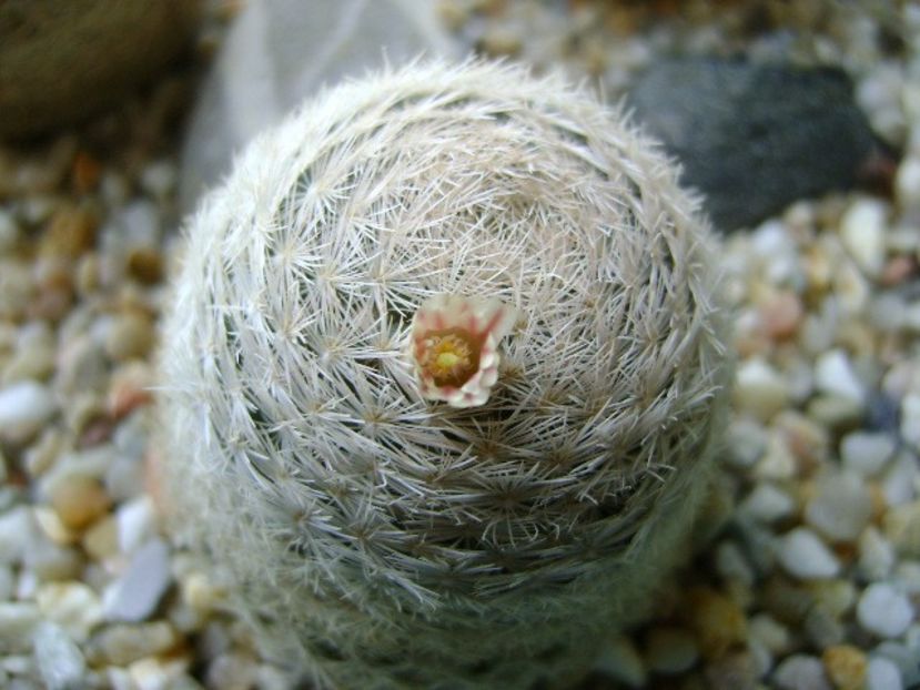 Mammillaria lasiacantha - Cactusi 2018