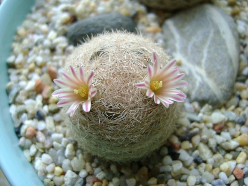 Mammillaria lasiacantha - Cactusi 2018