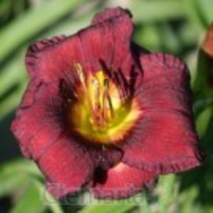 all american plum - HEMEROCALLIS achizitionati in 2017 si 2018