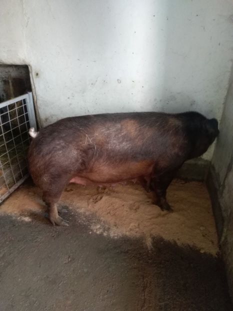  - Scroafa duroc fătarea Nr 3