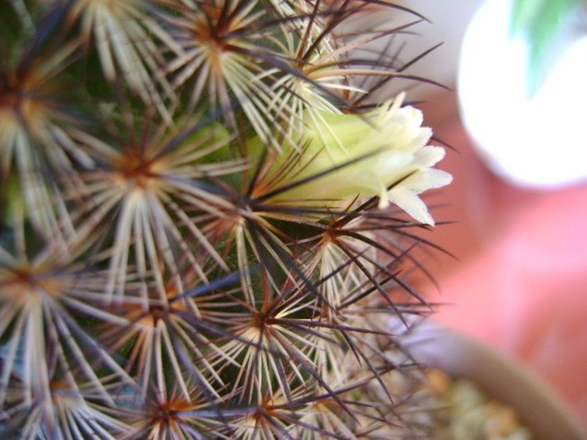 Mammillaria microhelia - Cactusi 2018