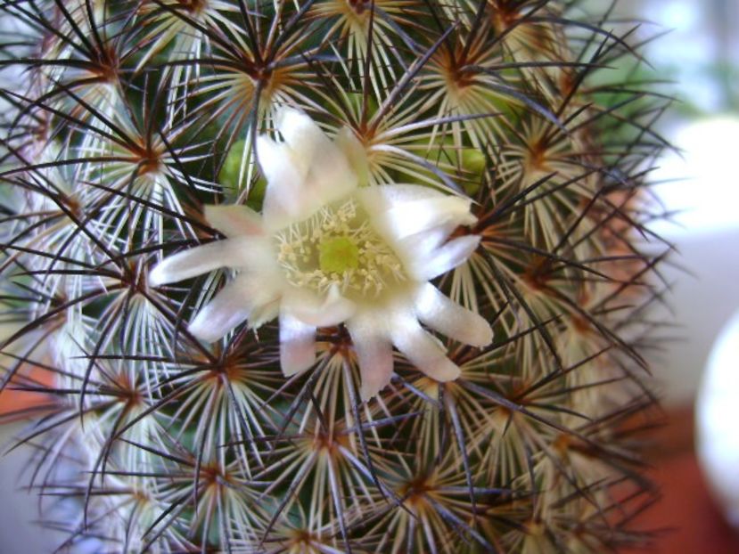 Mammillaria microhelia - Cactusi 2018