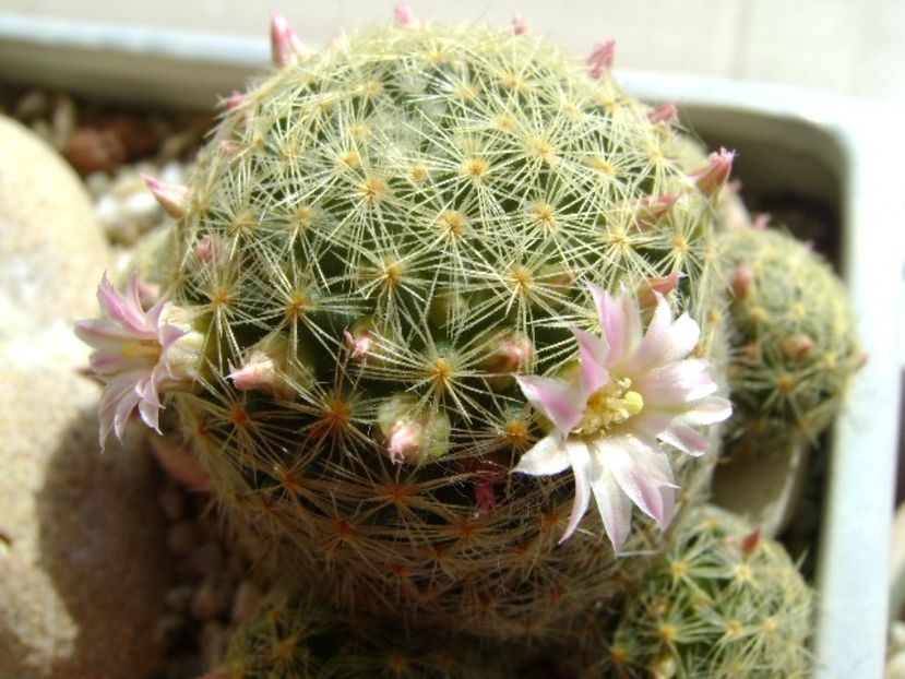 Mammillaria shiedeana ssp. giselae - Cactusi 2018