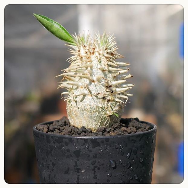 Pachypodium enigmaticum Pavelka - Whish list pentru viata urmatoare1