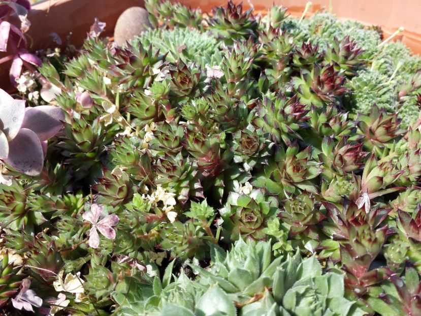  - Sempervivum - 2018 - 2020