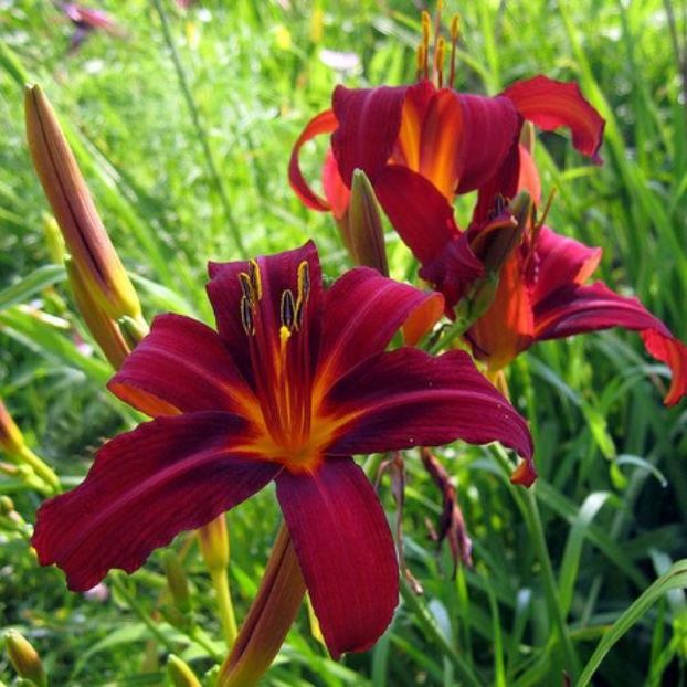 hemerocallis_crimson_pirate_ - PERENE - achizitii