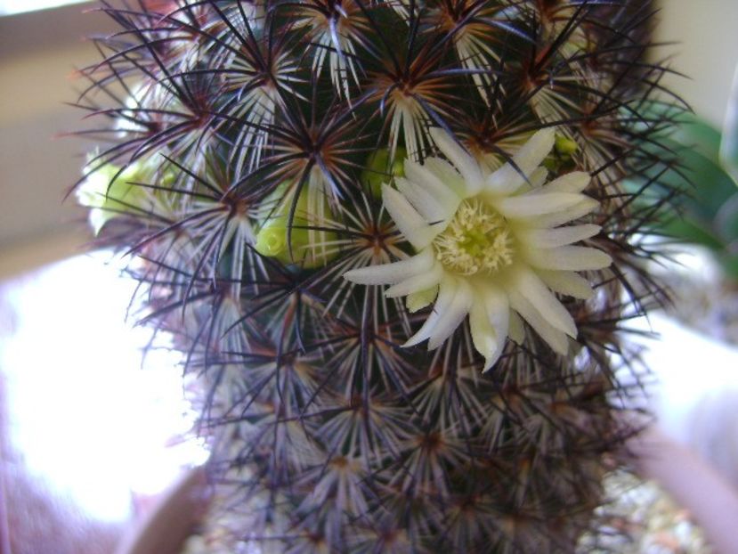 Mammillaria microhelia - Cactusi 2018