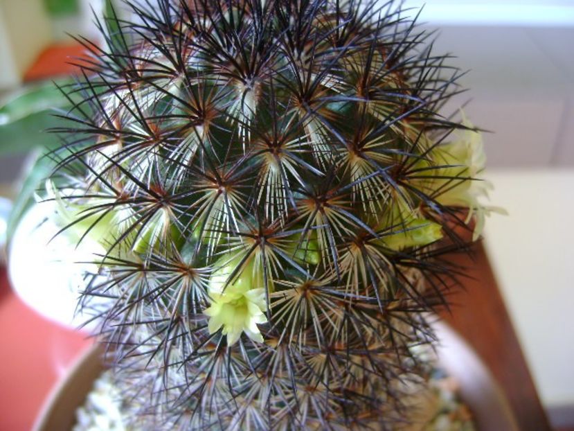 Mammillaria microhelia - Cactusi 2018