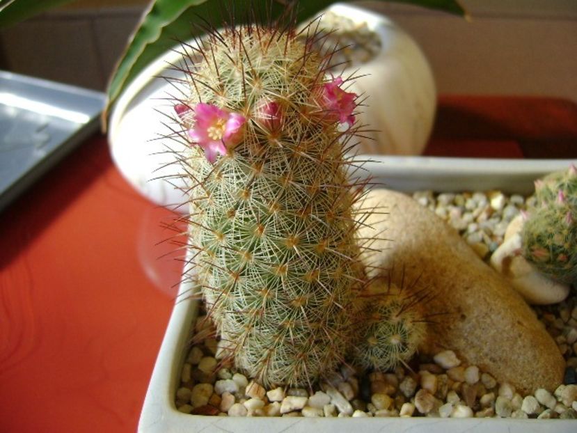 Mammillaria microhelia - Cactusi 2018