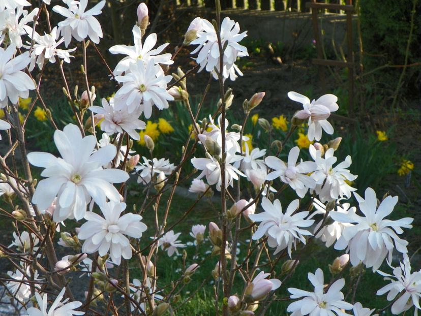 magnolia stellata - Copacei si arbusti 2018