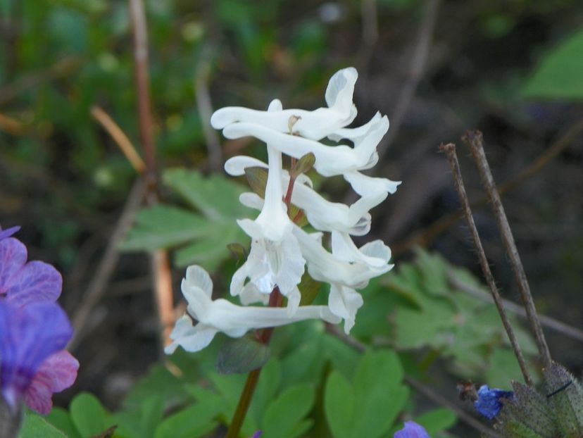 corydalis alb - Primavara 2018