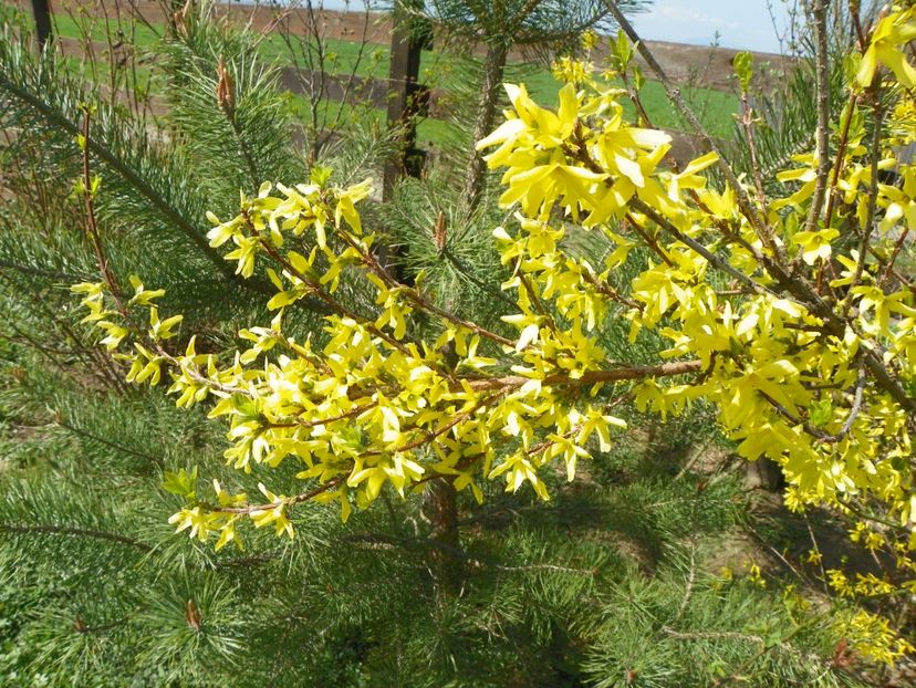 forsythia - z-Dobarland 2018