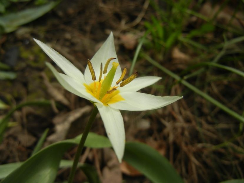 Tulipa Turkestanica (2018, April 06) - Tulipa Turkestanica