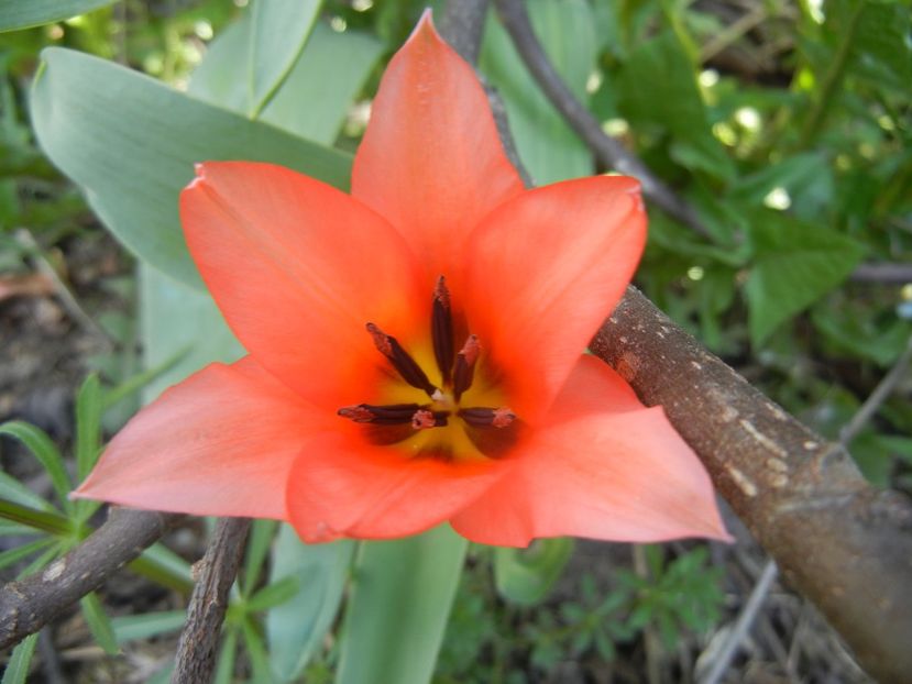 Tulipa Toronto (2018, April 09) - Tulipa Toronto