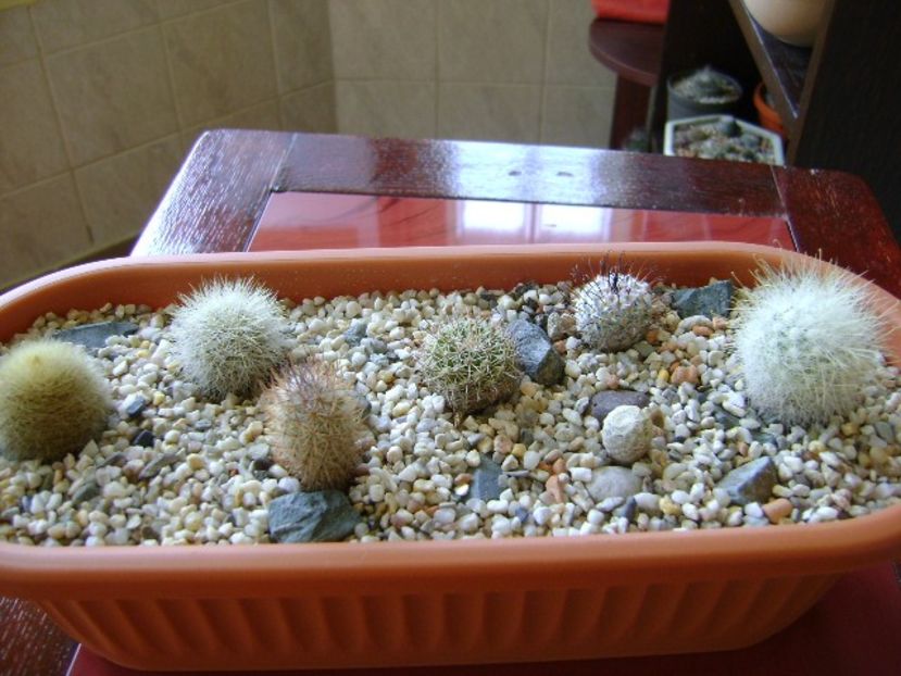 Grup de 7 Mammillaria - Cactusi 2018