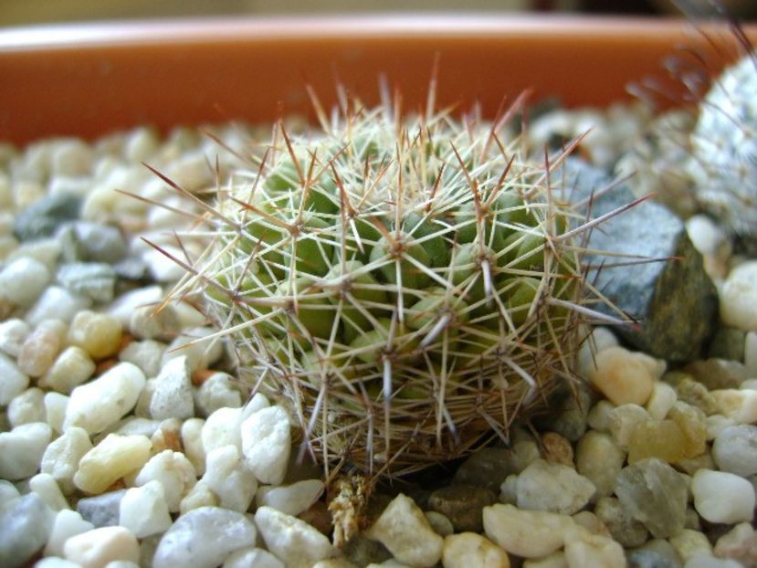 Mammillaria standleyi L 086 Sierra Obscura 200m - Cactusi 2018