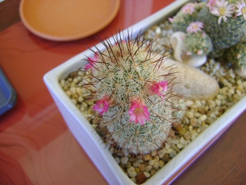 Mammillaria microhelia & Mammillaria schiedeana ssp. giselae - Cactusi 2018