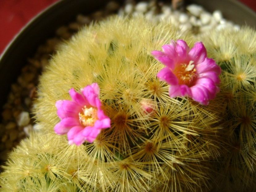 Mammillaria carmenae - Cactusi 2018