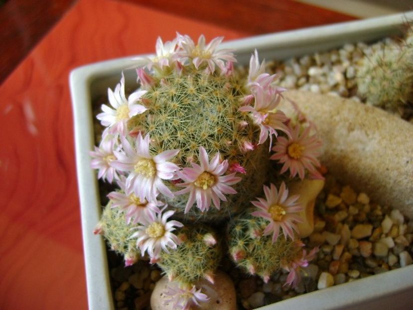 Mammillaria schiedeana ssp. giselae - Cactusi 2018