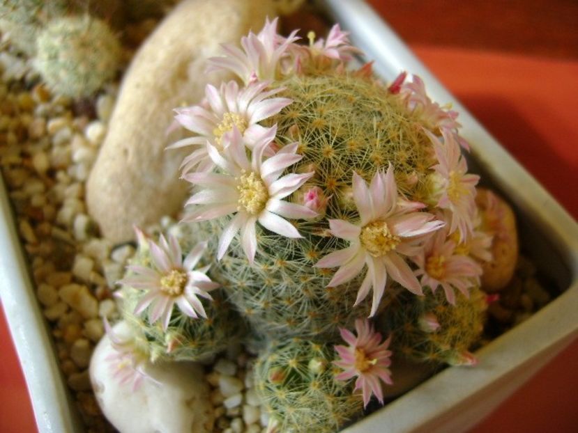 Mammillaria schiedeana ssp. giselae - Cactusi 2018