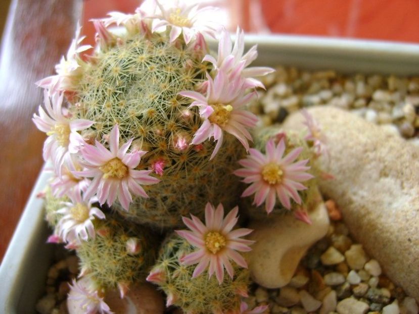 Mammillaria schiedeana ssp. giselae - Cactusi 2018