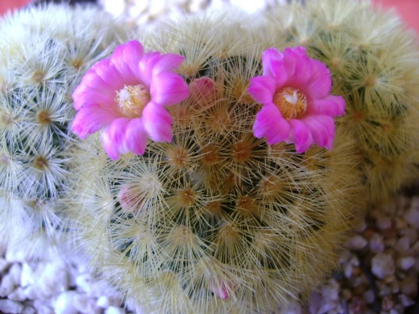 Mammillaria carmenae - Cactusi 2018