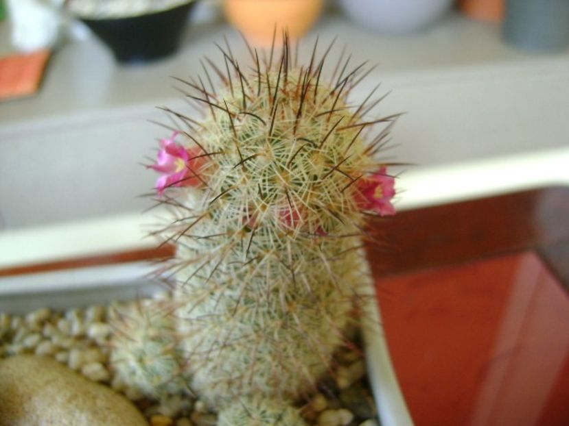 Mammillaria microhelia - Cactusi 2018