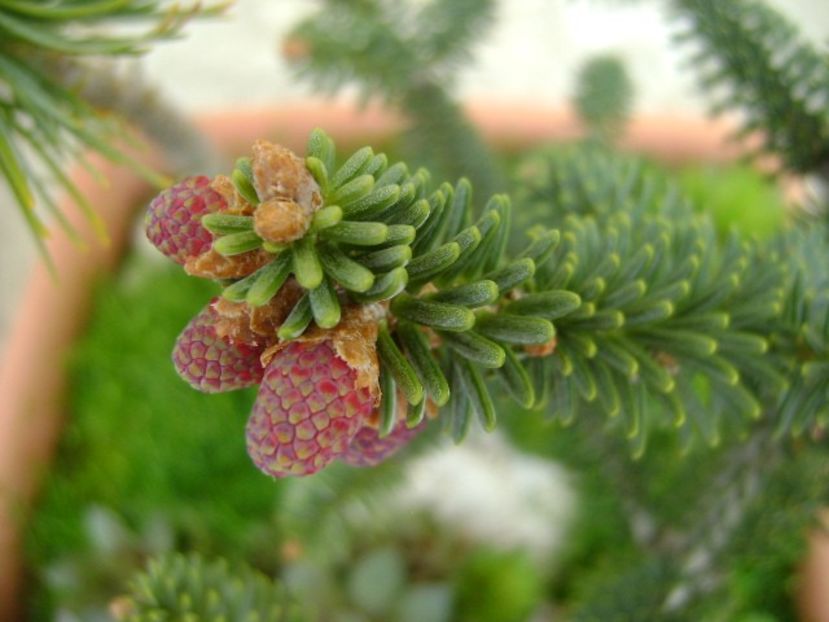 Abies pinsapo - Bonsai si prebonsai 2018-2020