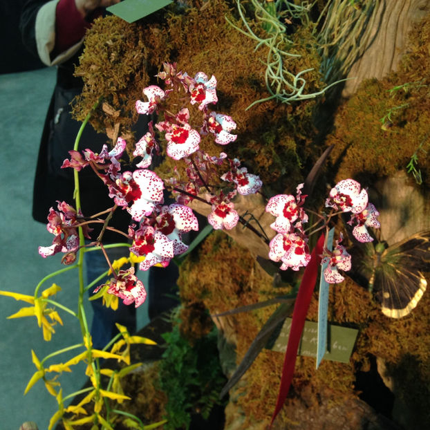  - 2018 Ottawa Orchid show