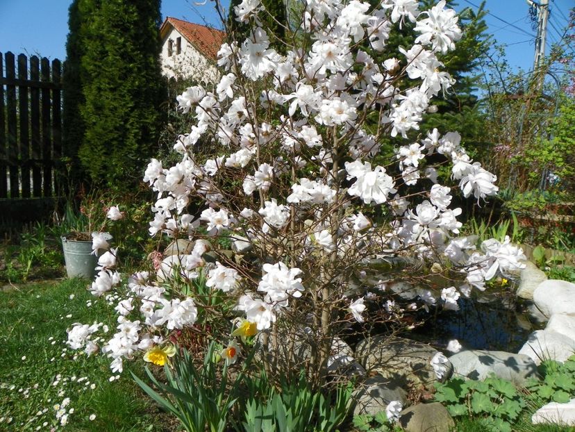 magnolia stellata - Copacei si arbusti 2018