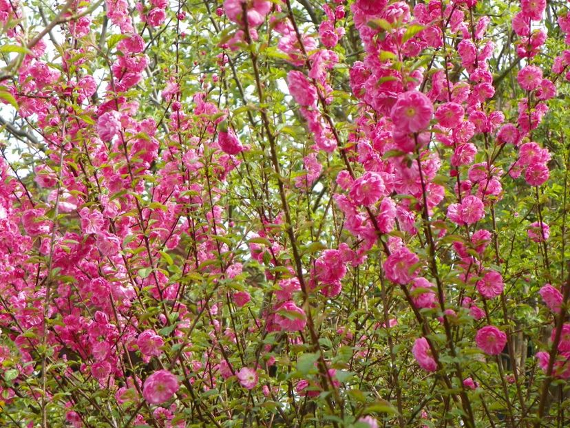 prunus triloba - Copacei si arbusti 2018