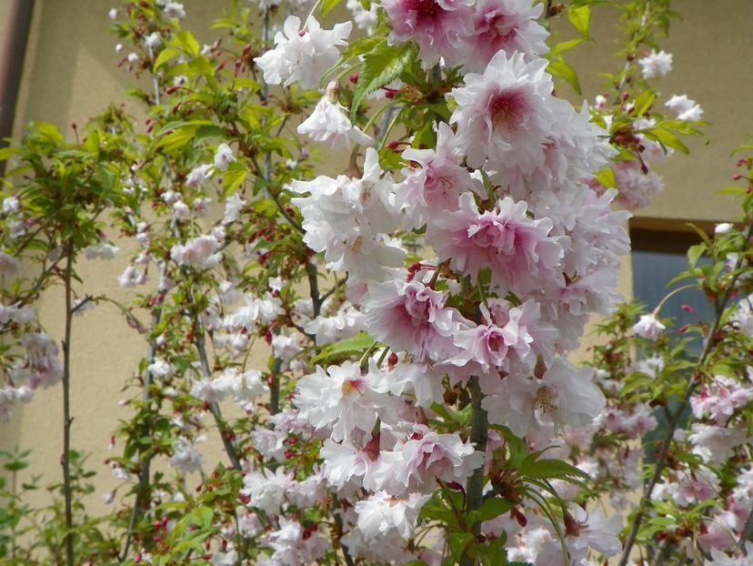 prunus incisa Oshidori - Copacei si arbusti 2018