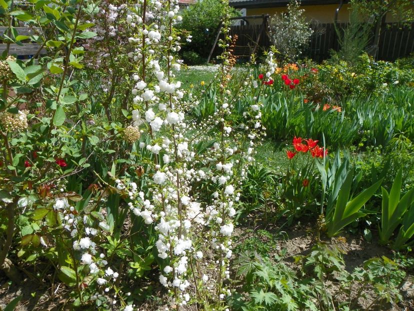 prunus glandulosa Alba Plena - Copacei si arbusti 2018