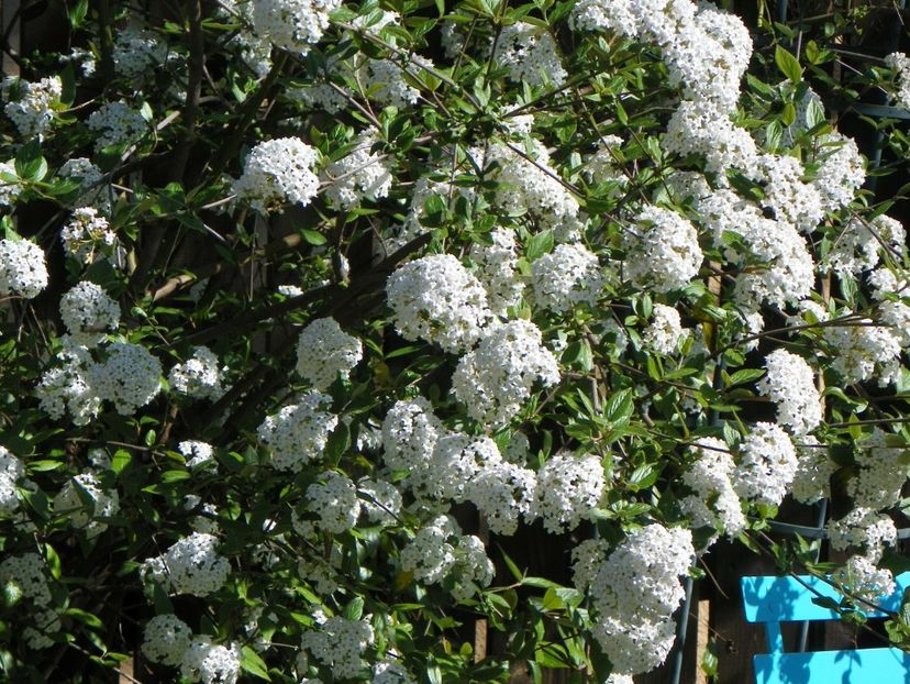 viburnum burkwoodii - Copacei si arbusti 2018