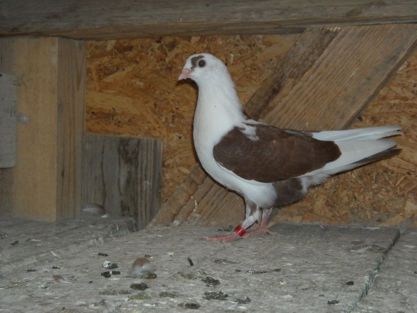 cazatoare - PUISORI 2018