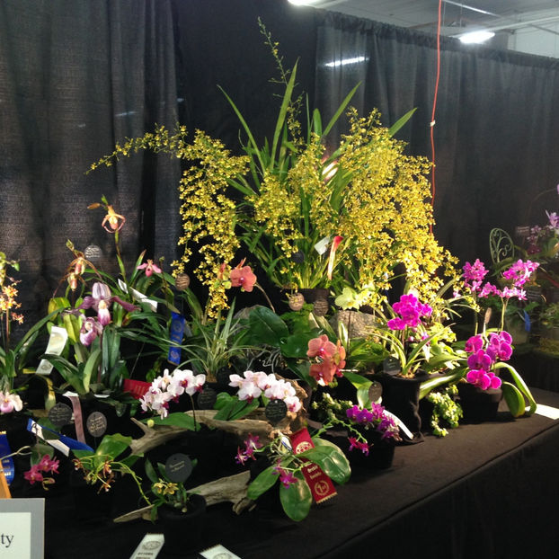  - 2018 Ottawa Orchid show