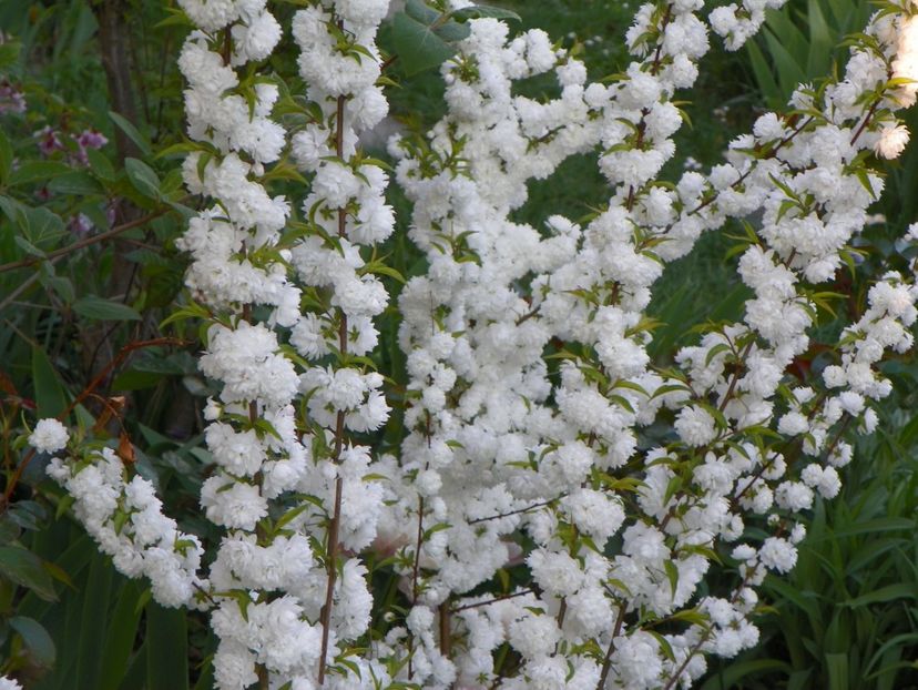 prunus glandulosa Alba Plena - Copacei si arbusti 2018