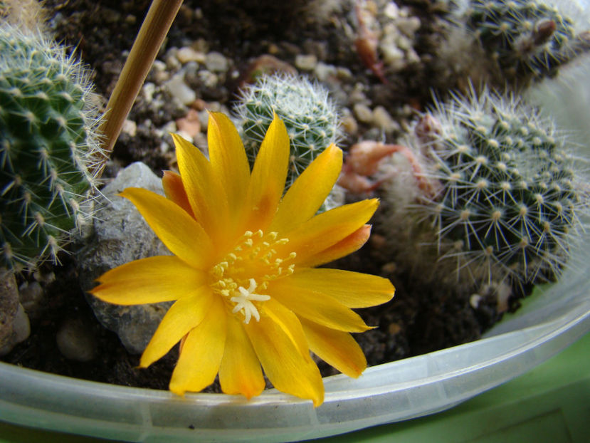 Rebutia marsoneri - 2018