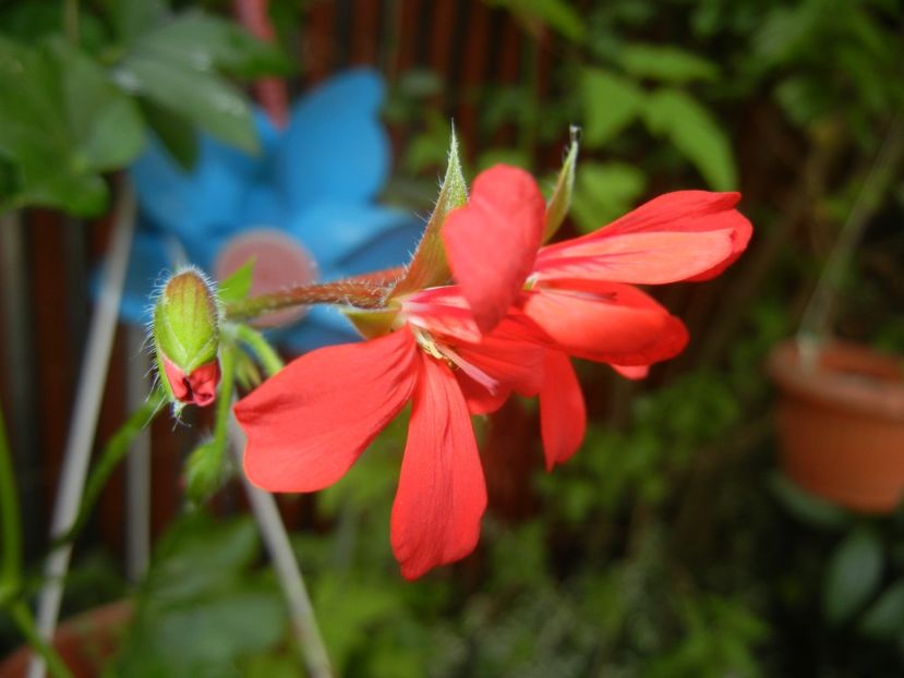 Mini Cascade Red (2017, June 08) - Ivy-geranium Mini Cascade Red
