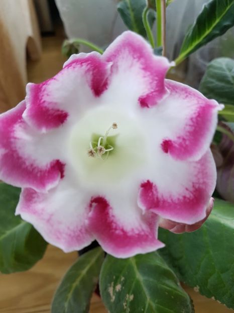 Rosalinda - gloxinia 2018